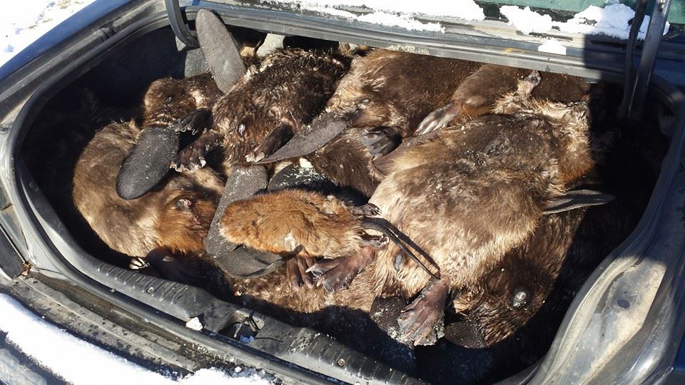 Beaver in trunk