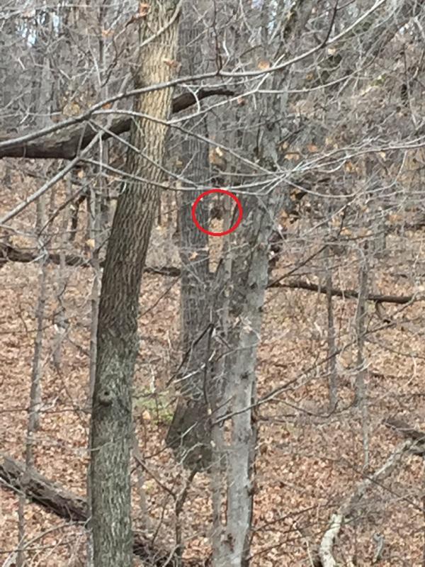 Bedded down facing away at 85 yards