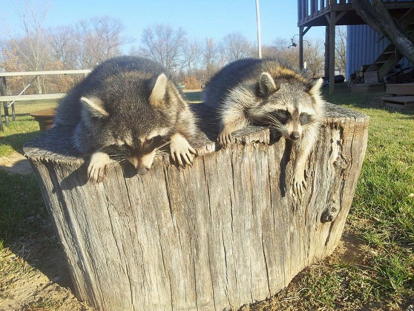 Big boars