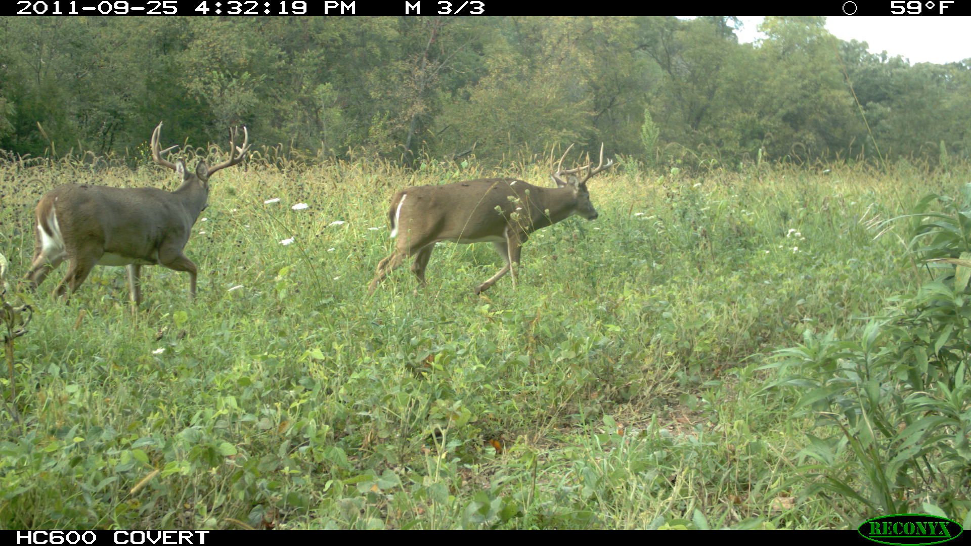 Big Boy Trail Cam1