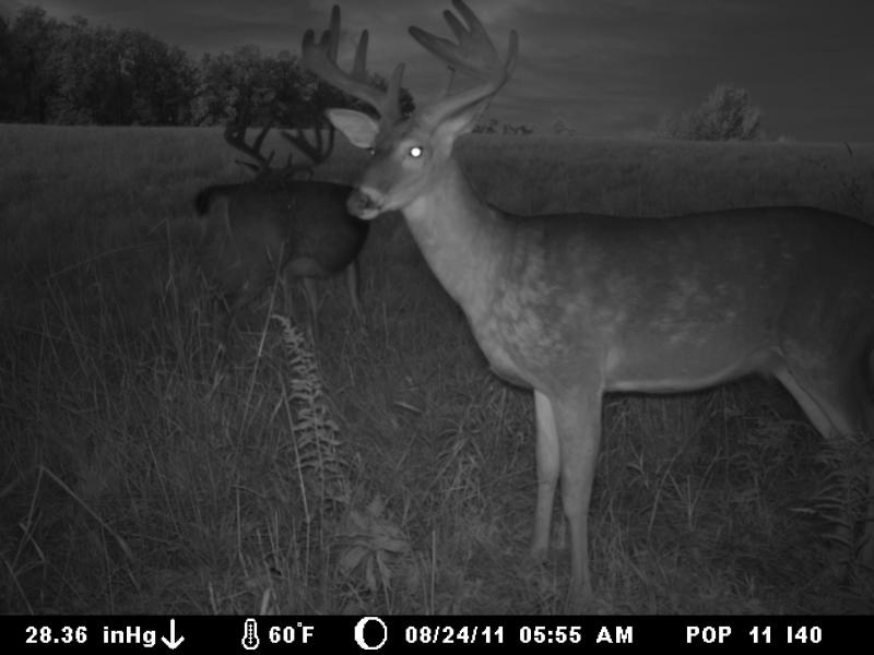 Big Boys 115