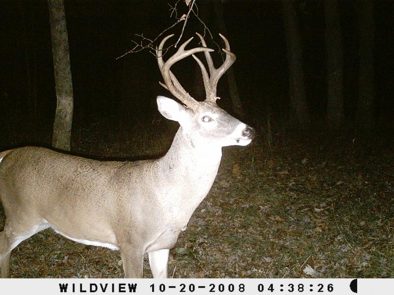 Big Brow 3 1/2