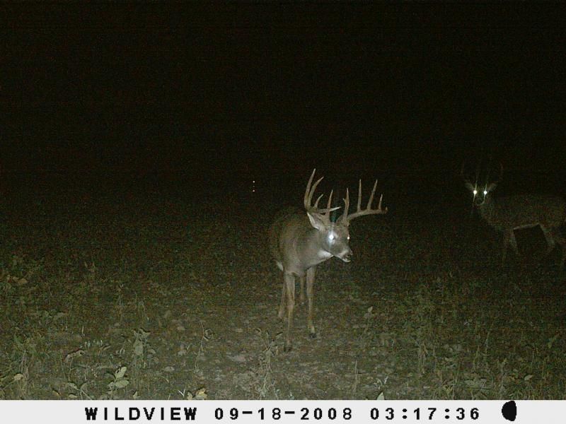 Big Browed Booner