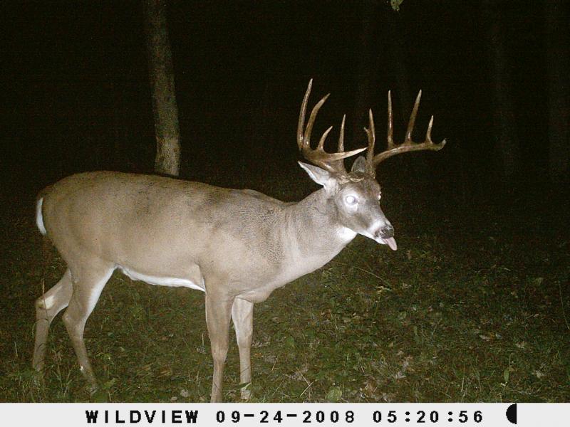 Big Browed Booner