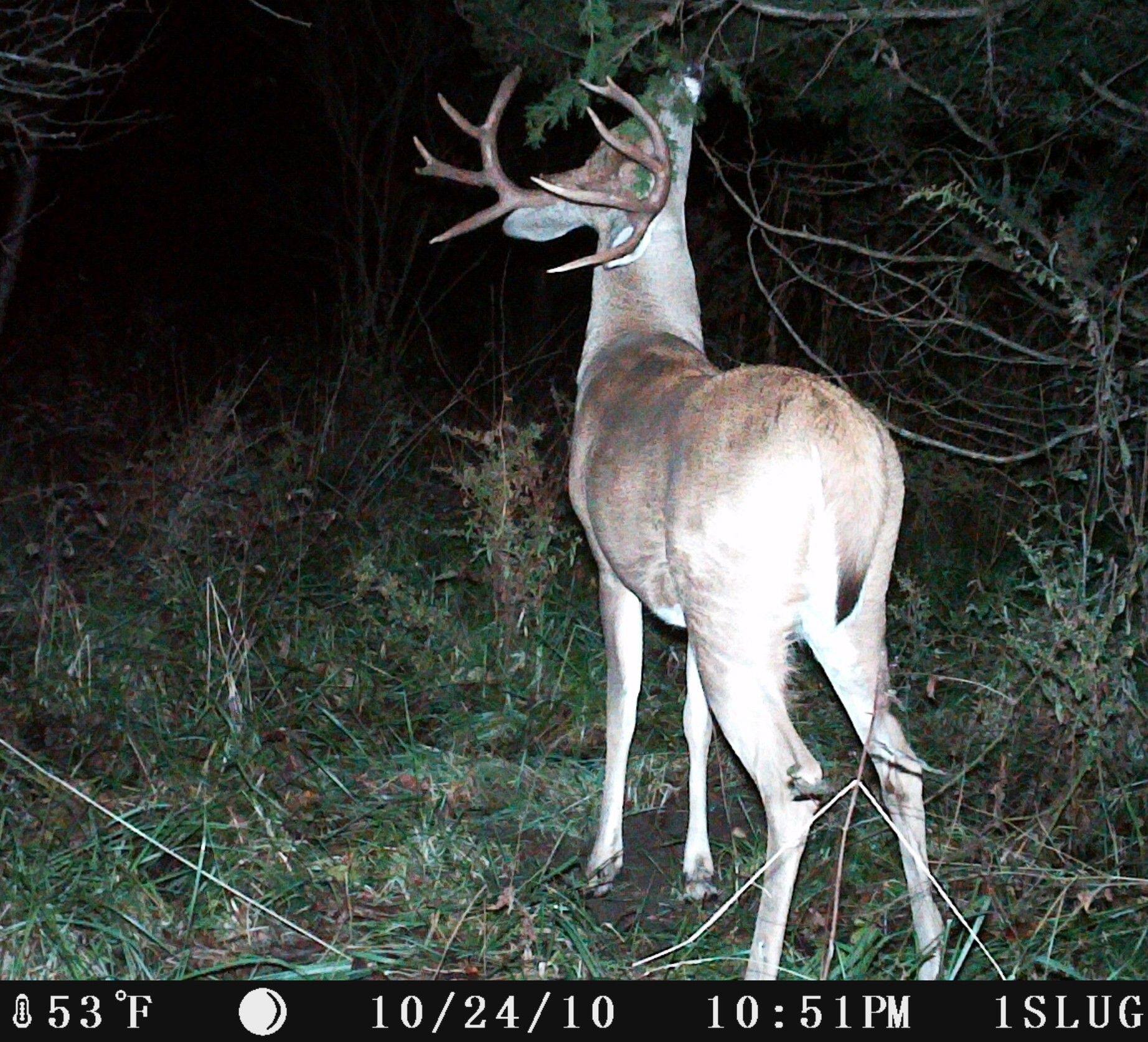 Big Buck 2