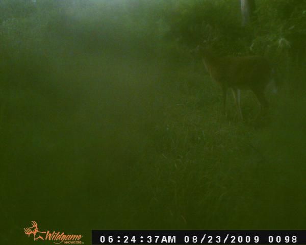 big buck 2