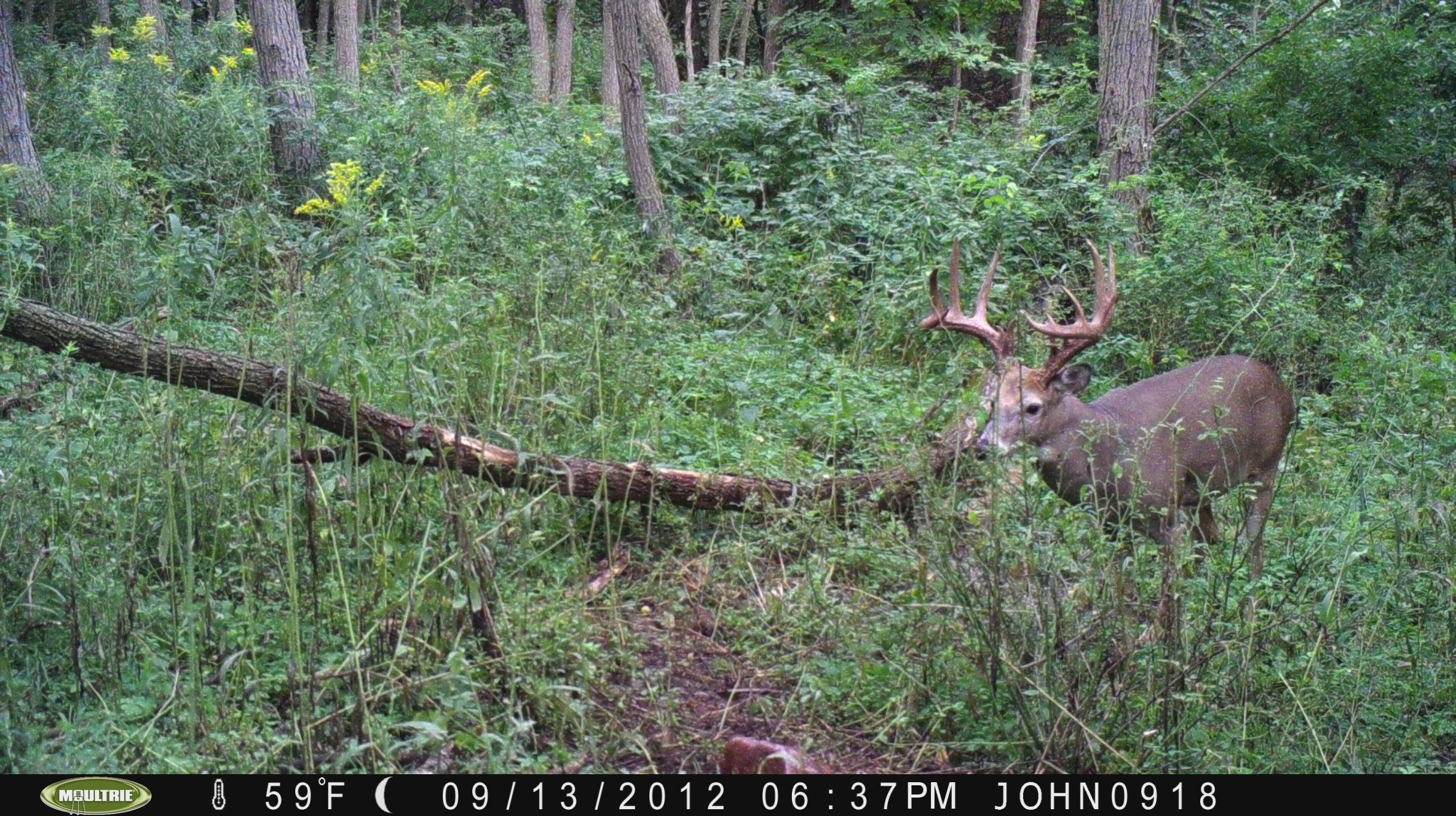 Big Buck Chuck Hard Horned