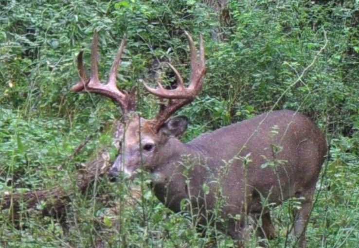 Big Buck Chuck Hard Horned