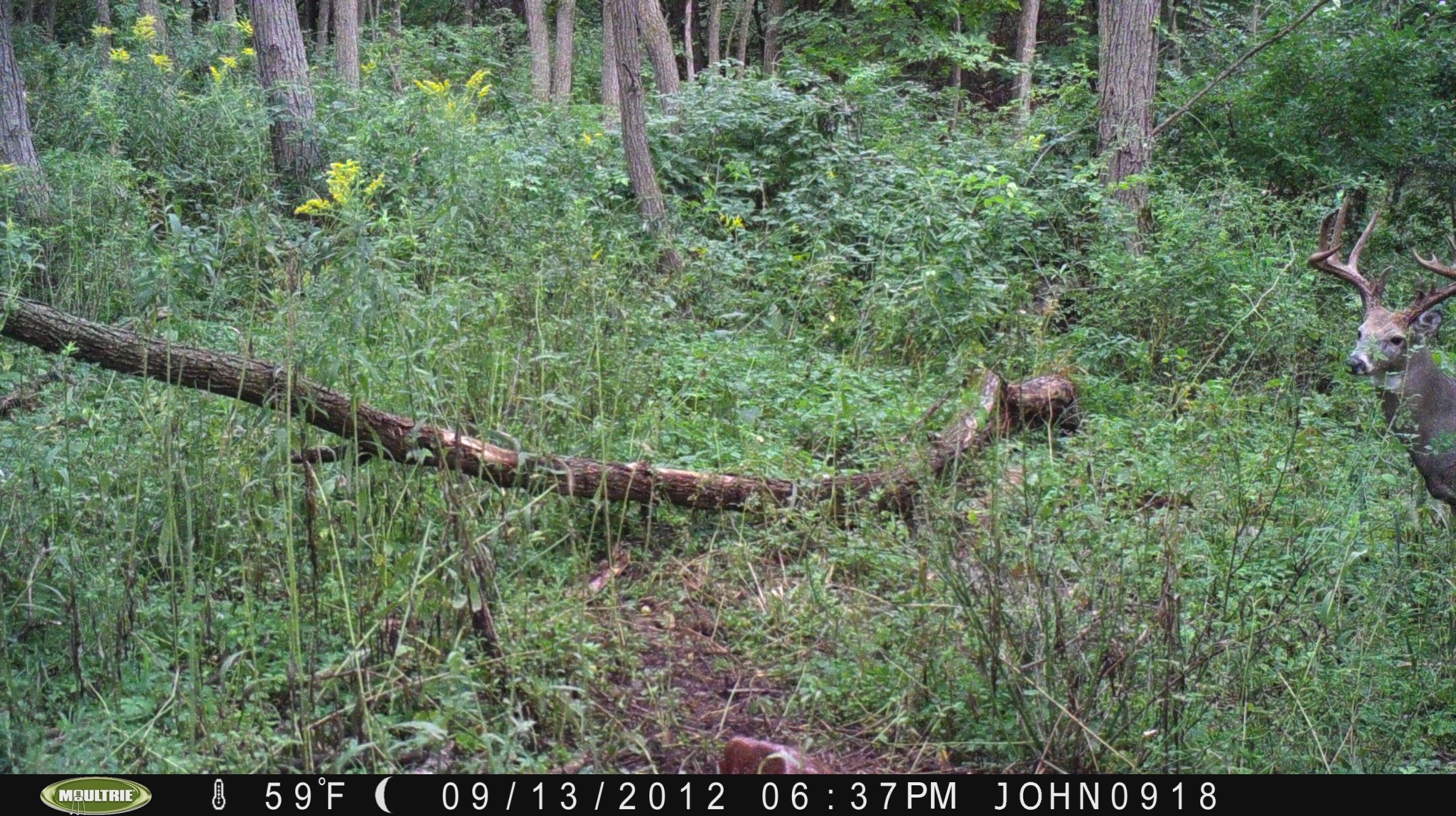 Big Buck Chuck Hard Horned