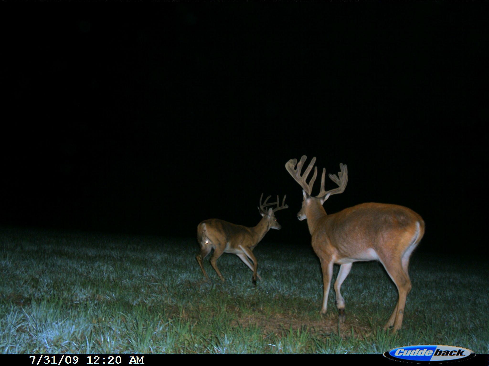 Big Buck Pictures Hayfeild 042