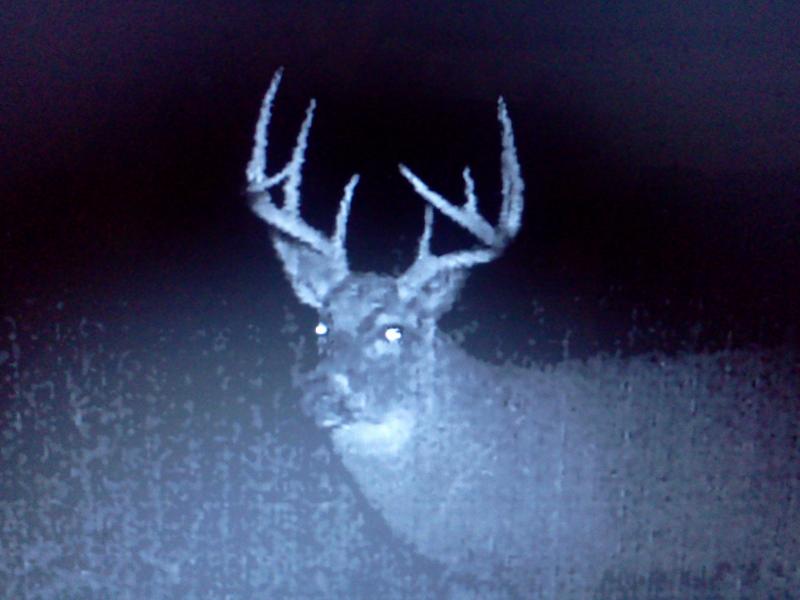 Big buck