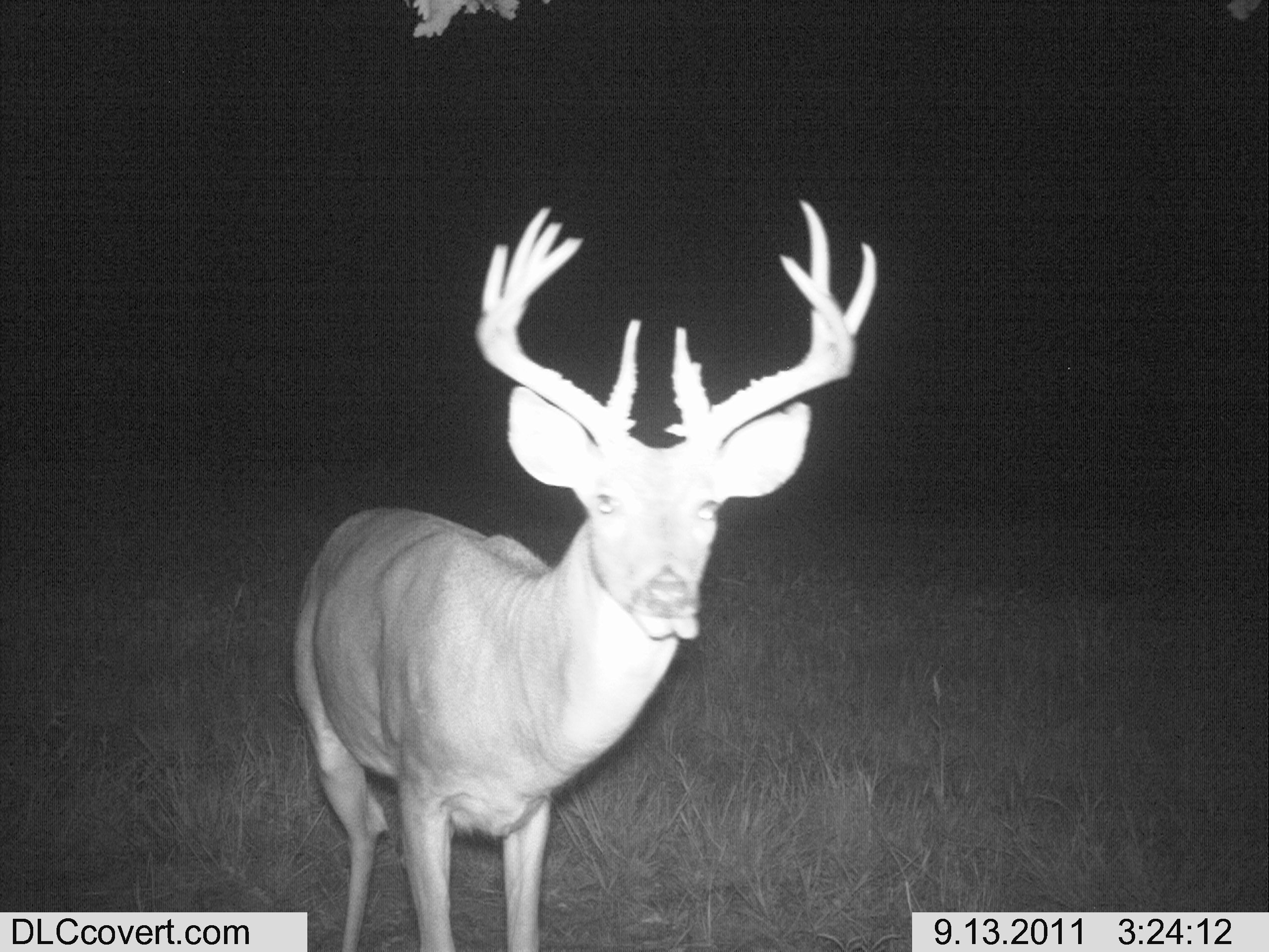 big deer 003