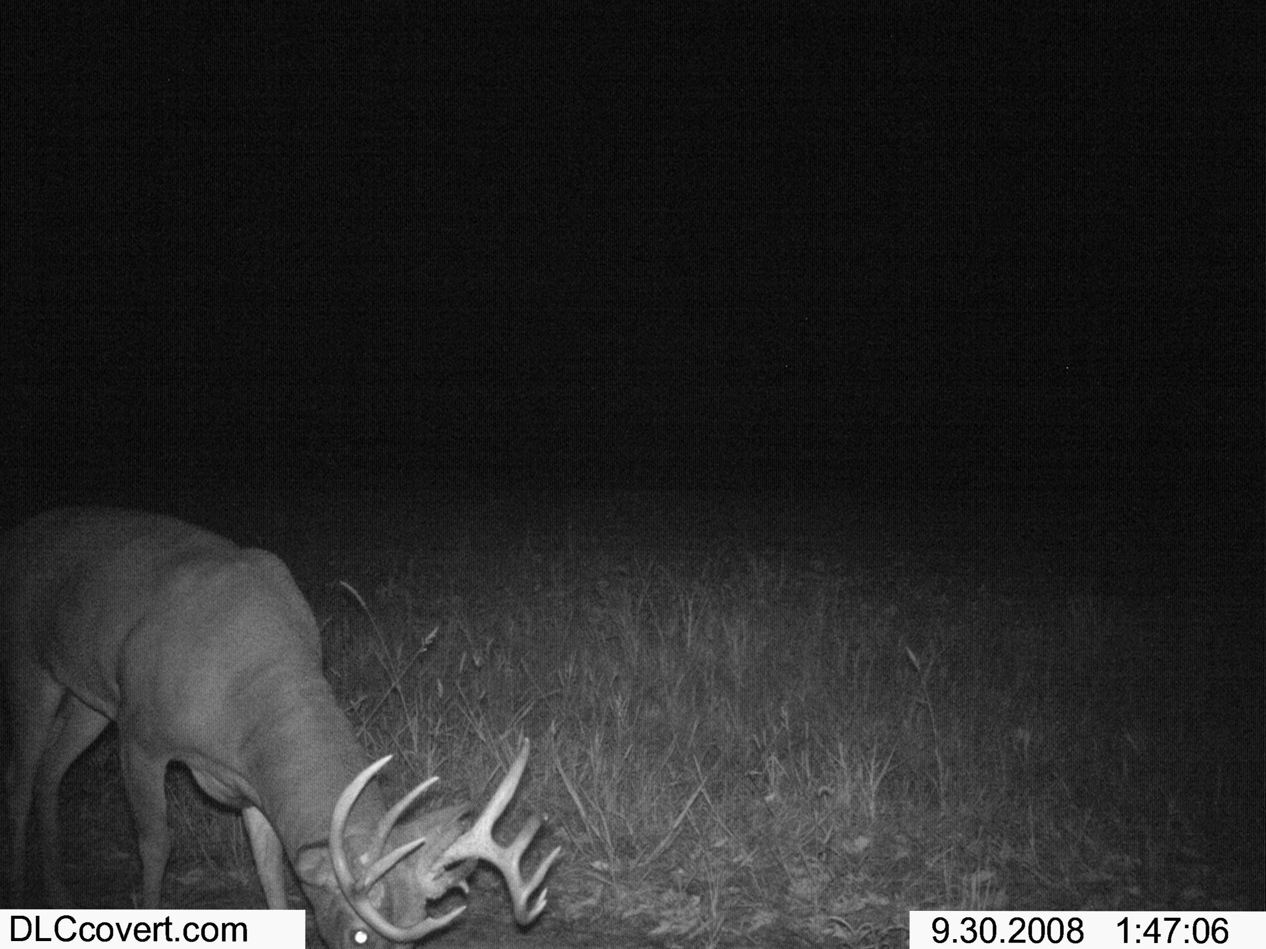 big deer 005