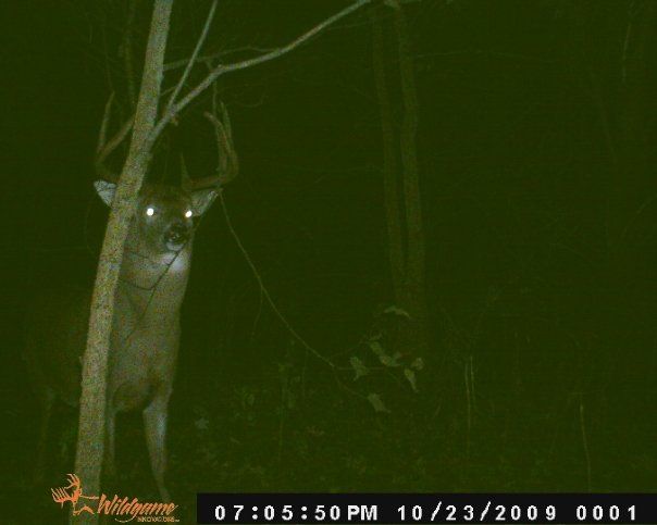 Big Johnson Trail Cam Pic