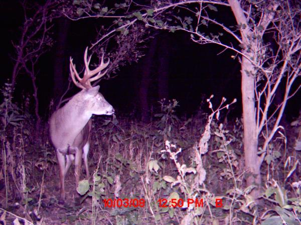 big lems buck oct 3 038