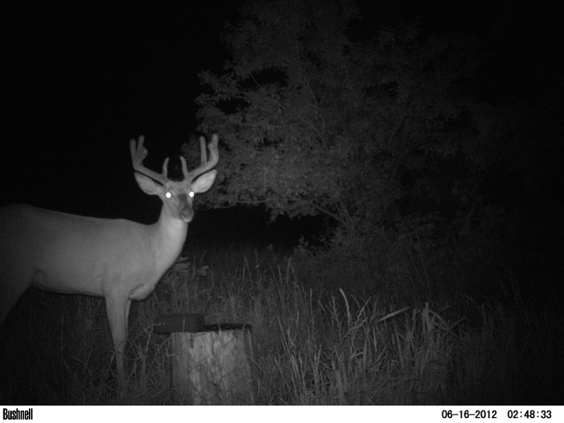 Big nine