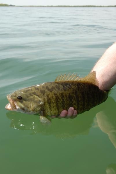 Big Smallie Release 1 (2)