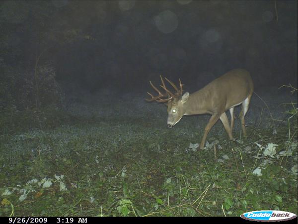 Big Timber Bucks