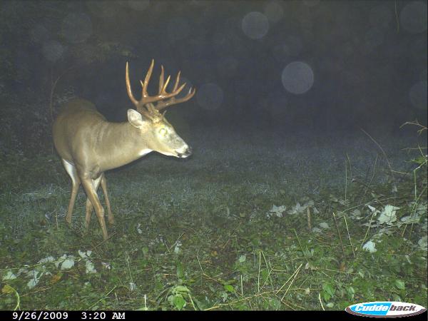 Big Timber Bucks