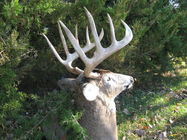 BIGBUCK2011 ANTLERS