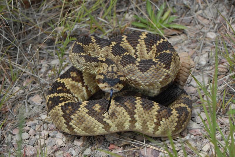 Black-tailed rattlesnake from Huachua Mountains