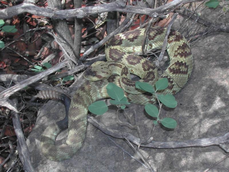 Black-tailed rattlesnake from Huachua Mountains