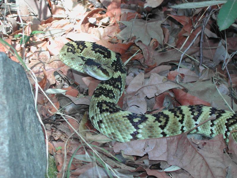 Black-tailed rattlesnake from Santa Rita Mountains