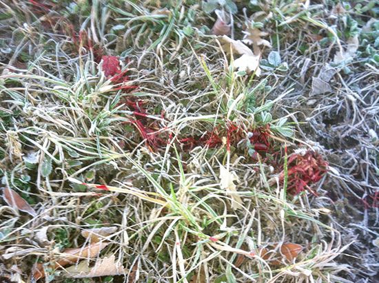 Blood Trail 1