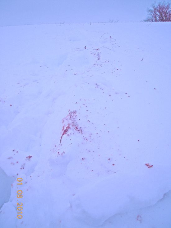 Blood Trail (2)