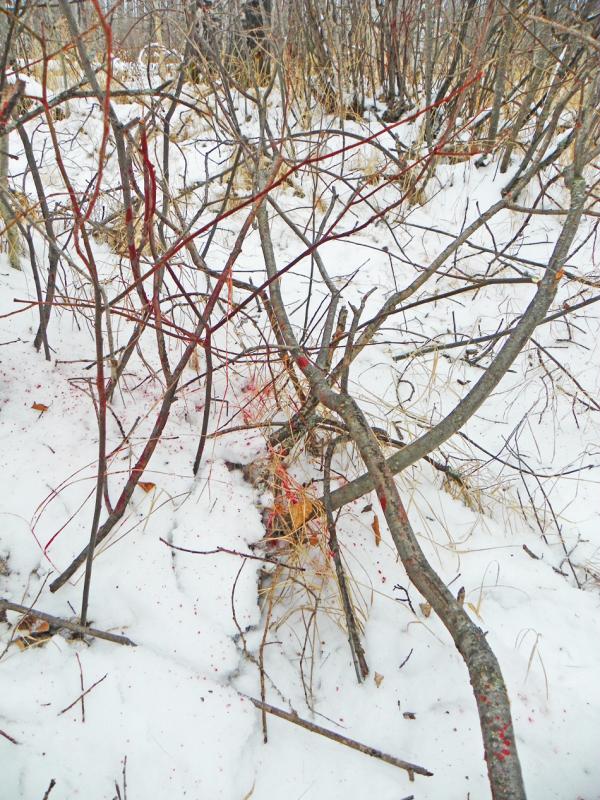Blood Trail 4 (2)
