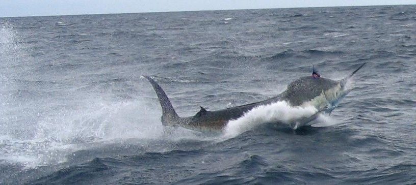 blue marlin 1000+[1]