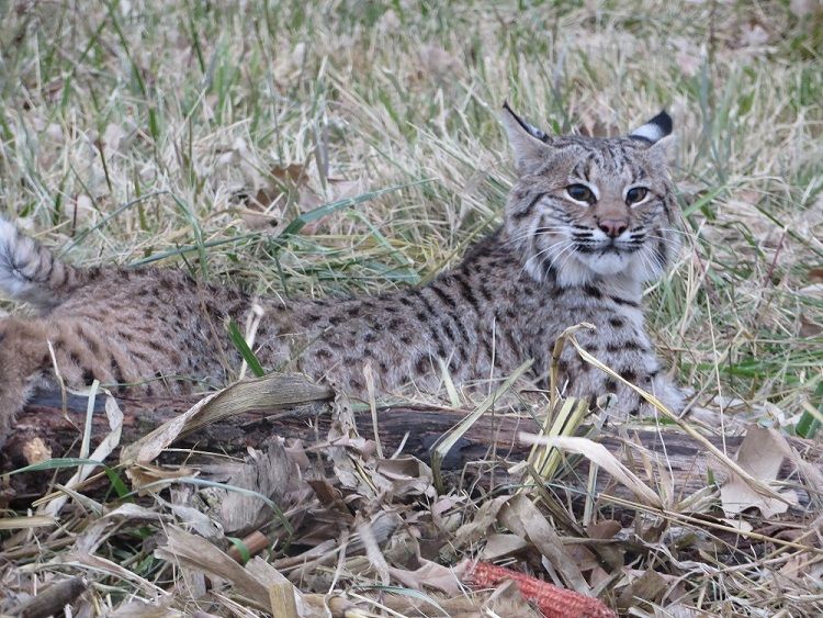 Bobcat 2013