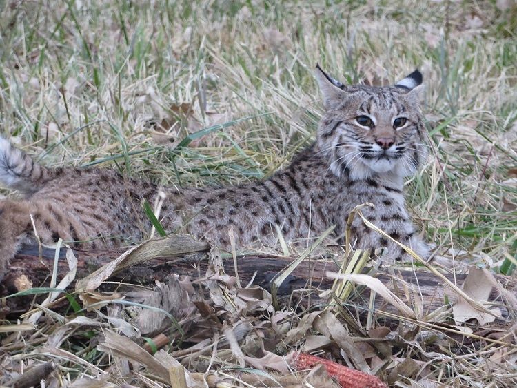 Bobcat 2013