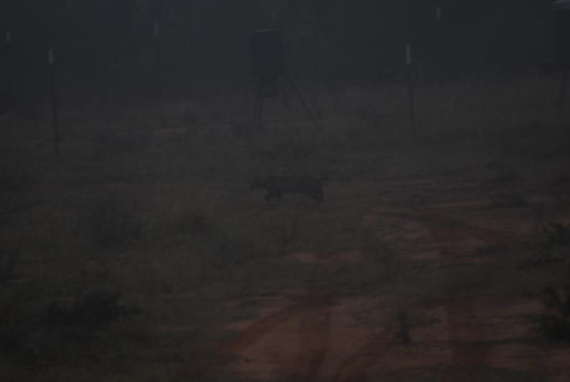 Bobcat in the fog.