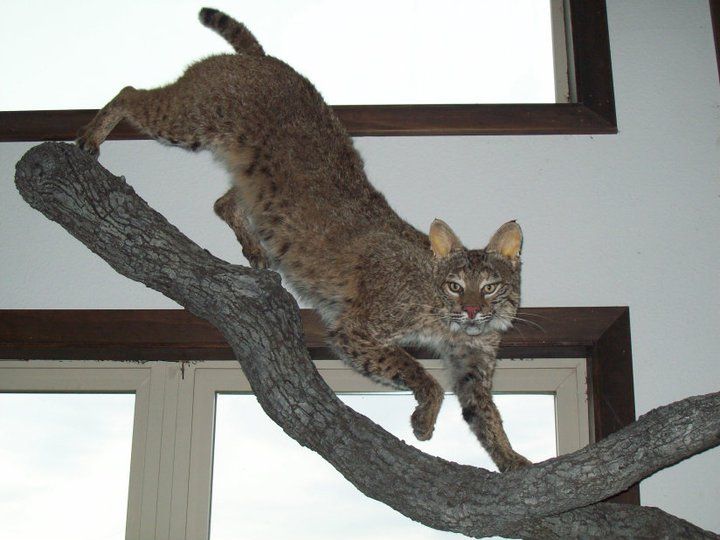bobcat mount