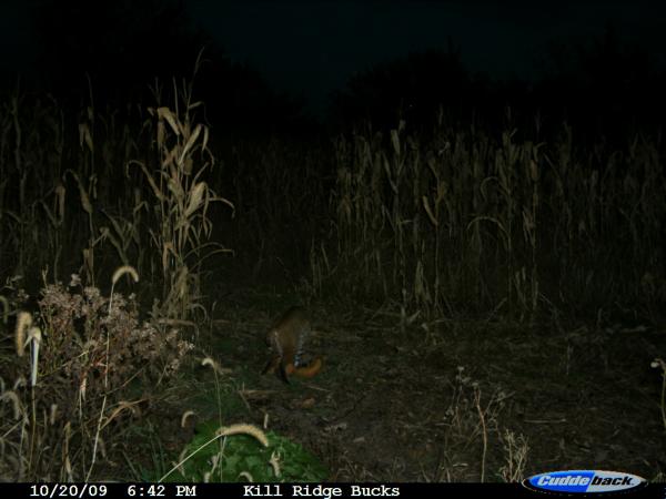 Bobcat-squirrel