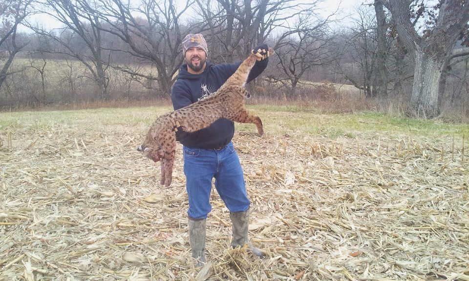 Bobcat stretched