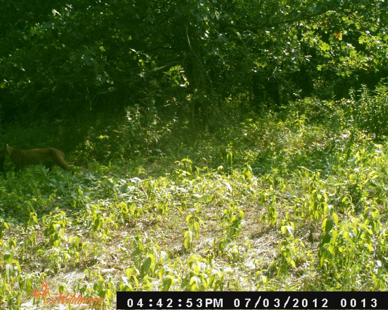 Bobcat