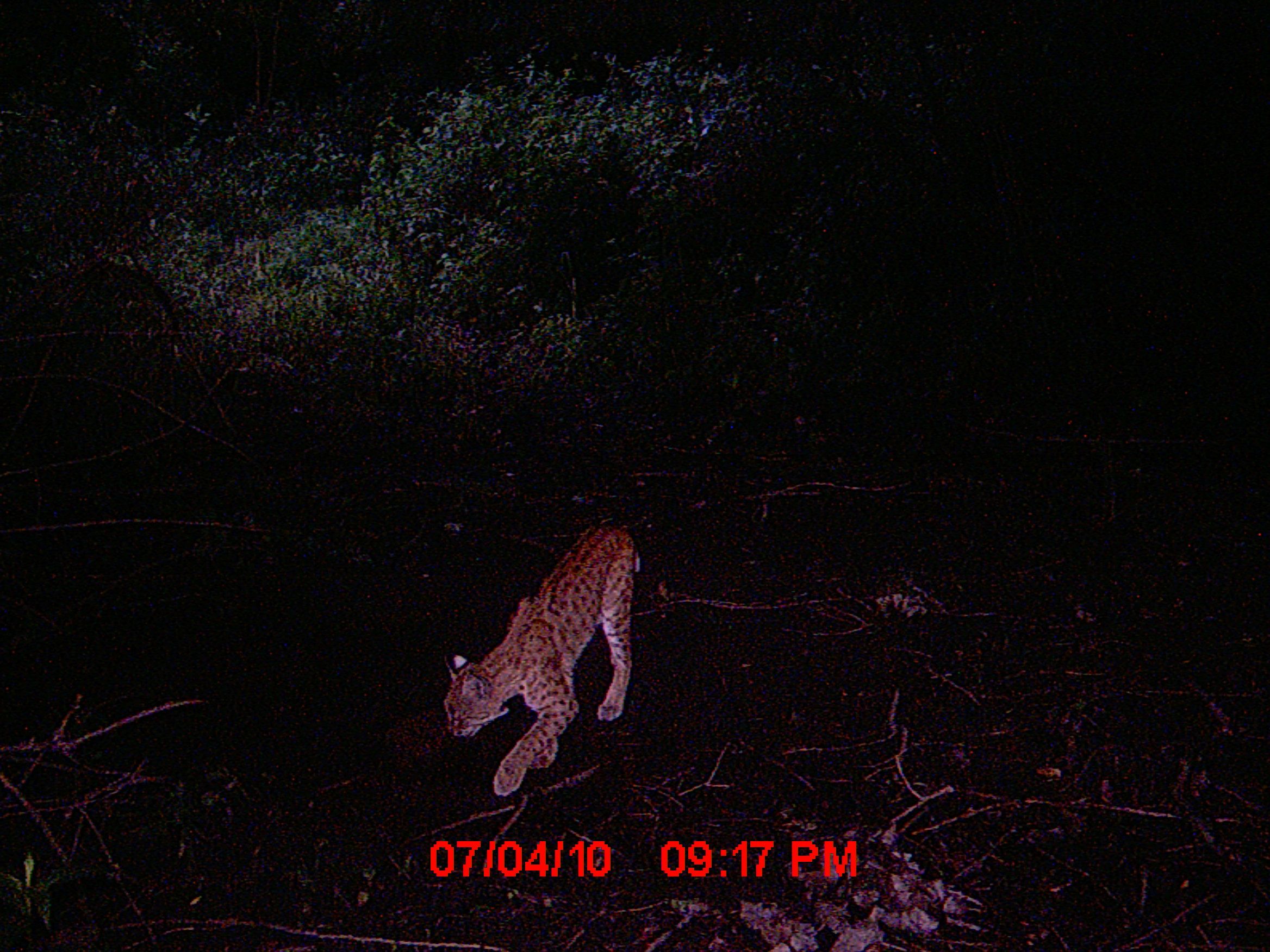Bobcat