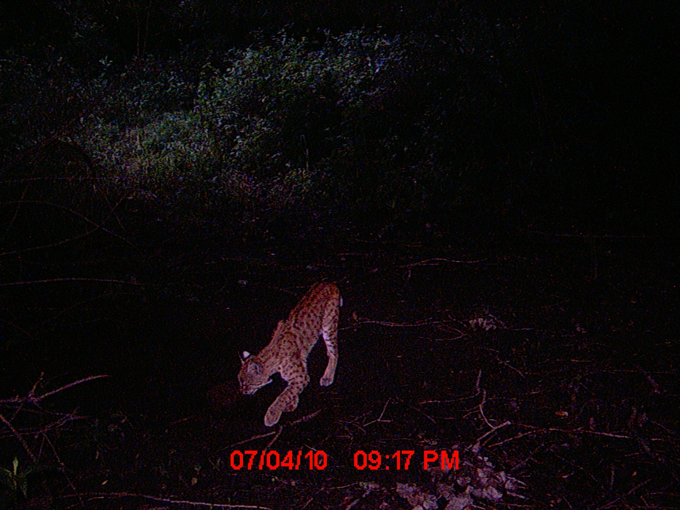 Bobcat