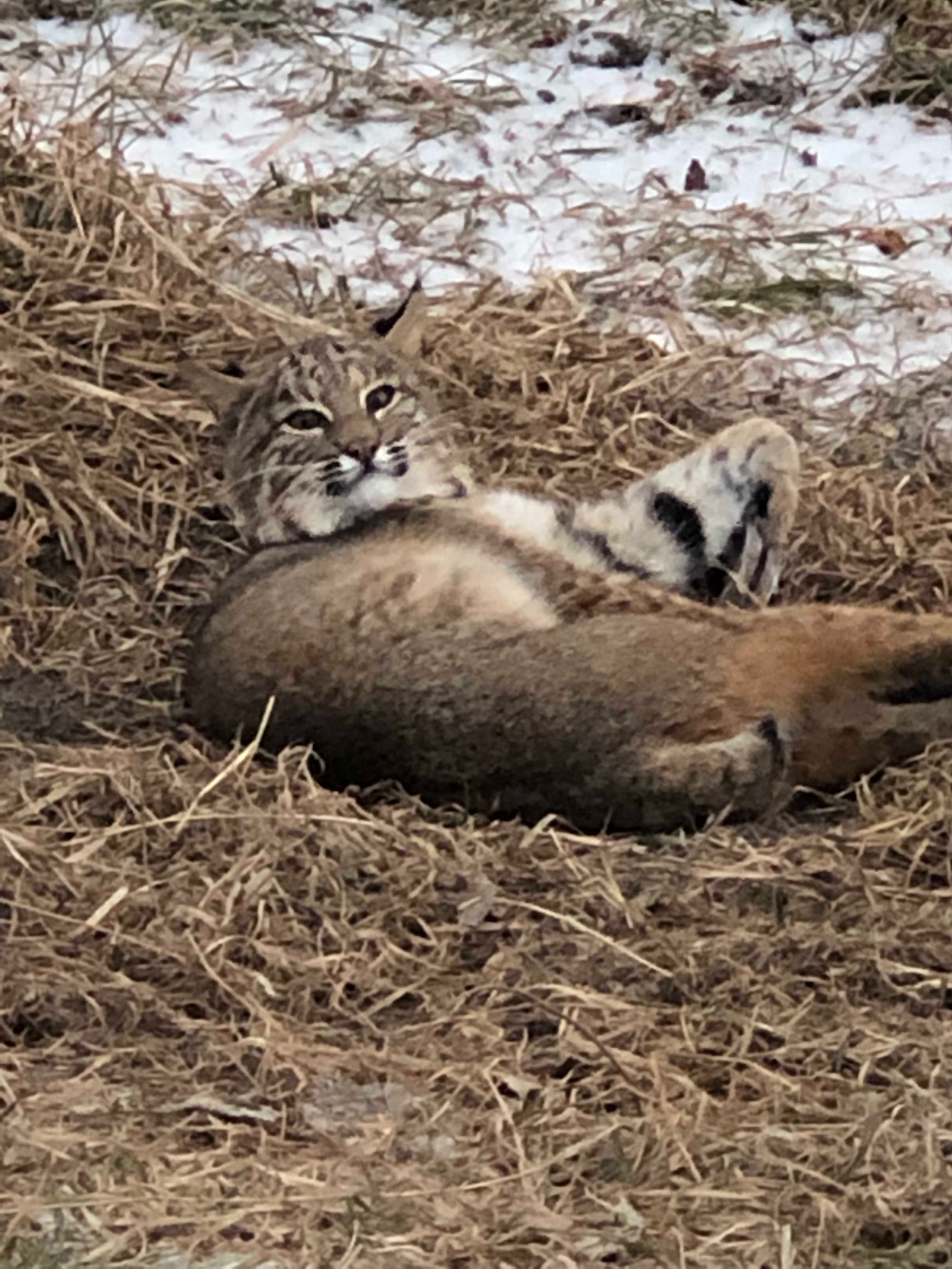 Bobcat