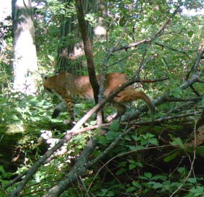 Bobcat