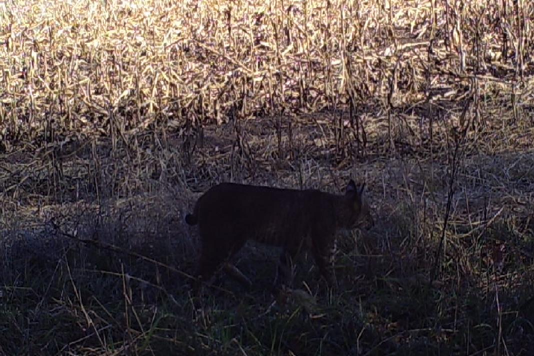 Bobcat