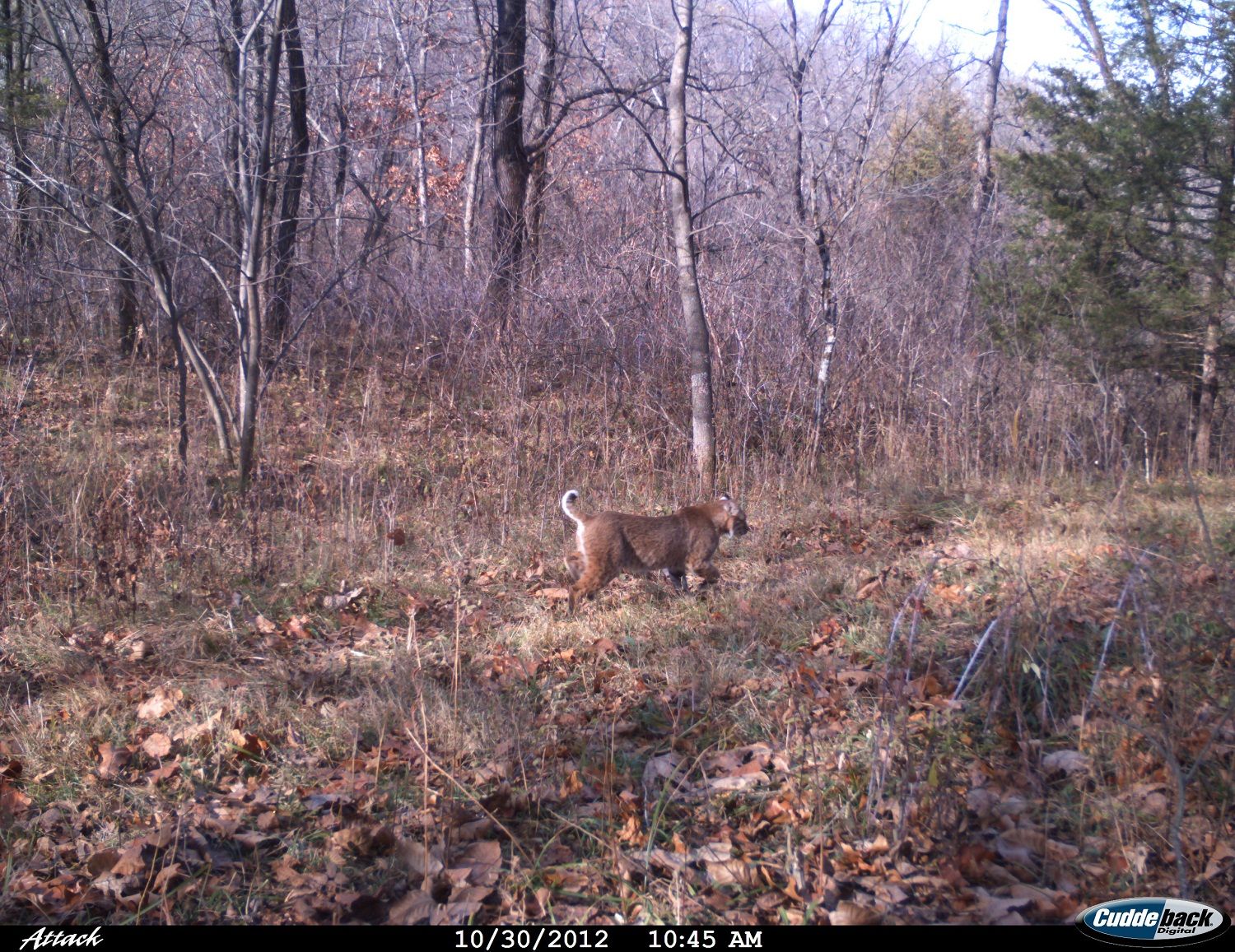 Bobcat