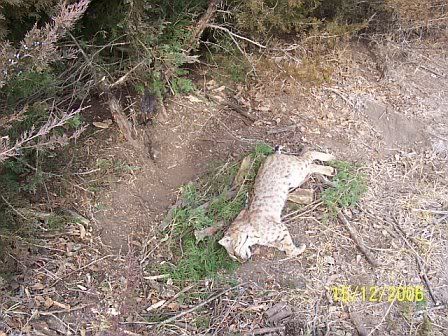 bobcat1