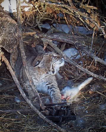 bobcat2