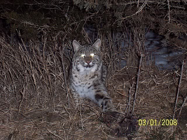 bobcat5