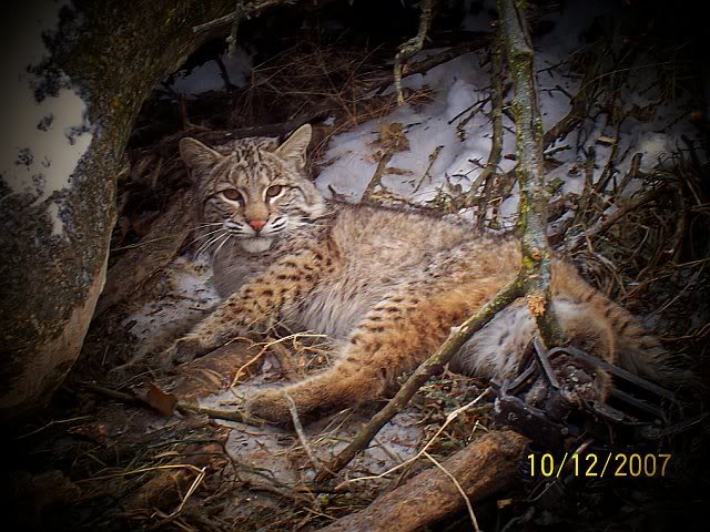 bobcat7