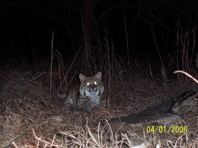 bobcat9