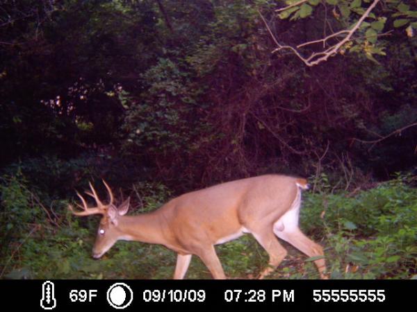 Bobtail Buck